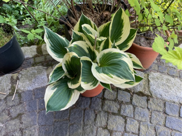 Weißgrüne Funkie "Fire and Ice"(Hosta *fortunei"Fire and Ice")